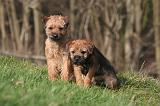 BORDER TERRIER 125